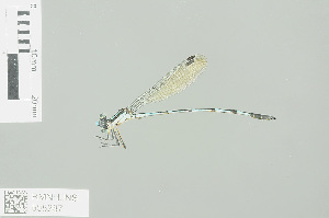  (Austrolestes minjerriba - RMNH.INS.505287)  @13 [ ] CreativeCommons - Attribution Non-Commercial Share-Alike (2013) Unspecified Naturalis, Biodiversity Centre