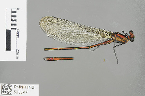  (Vestalaria smaragdina - RMNH.INS.505747)  @12 [ ] CreativeCommons - Attribution Non-Commercial Share-Alike (2013) Unspecified Naturalis, Biodiversity Centre