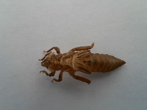  ( - OdoQC023)  @11 [ ] Unspecified (default): All Rights Reserved  Unspecified Unspecified