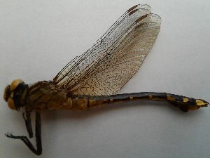  (Gomphurus vastus - OdoQC046)  @11 [ ] Unspecified (default): All Rights Reserved  Unspecified Unspecified