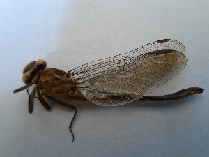  ( - OdoQC052)  @11 [ ] Unspecified (default): All Rights Reserved  Unspecified Unspecified