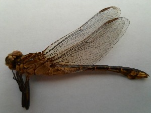  ( - OdoQC058)  @11 [ ] Unspecified (default): All Rights Reserved  Unspecified Unspecified