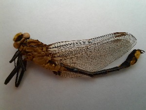  (Gomphurus fraternus - OdoQC061)  @11 [ ] Unspecified (default): All Rights Reserved  Unspecified Unspecified