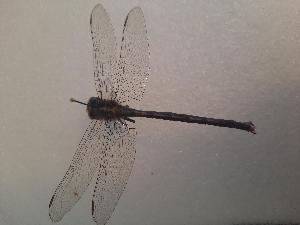  ( - OdoQC086)  @11 [ ] Unspecified (default): All Rights Reserved  Unspecified Unspecified