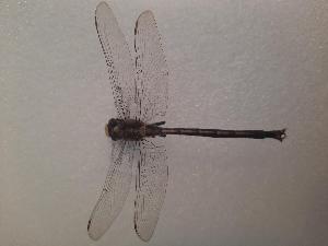  ( - OdoQC088)  @11 [ ] Unspecified (default): All Rights Reserved  Unspecified Unspecified