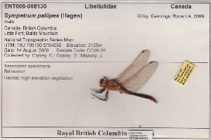  (Sympetrum pallipes - 10-SKOD-362)  @12 [ ] CreativeCommons - Attribution (2010) Unspecified Centre for Biodiversity Genomics