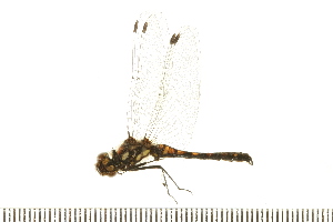  (Sympetrum danae - 08BBODO-310)  @14 [ ] CreativeCommons - Attribution (2008) CBG Photography Group Centre for Biodiversity Genomics