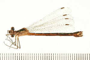  ( - 08OMSOD-0127)  @12 [ ] CreativeCommons - Attribution (2008) CBG Photography Group Centre for Biodiversity Genomics