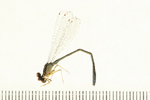  ( - 08OMSOD-0259)  @13 [ ] CreativeCommons - Attribution (2008) CBG Photography Group Centre for Biodiversity Genomics