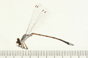  ( - 08OMSOD-0280)  @13 [ ] CreativeCommons - Attribution (2008) CBG Photography Group Centre for Biodiversity Genomics