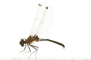  (Leucorrhinia frigida - 08OMSOD-0050)  @14 [ ] CreativeCommons - Attribution (2008) CBG Photography Group Centre for Biodiversity Genomics