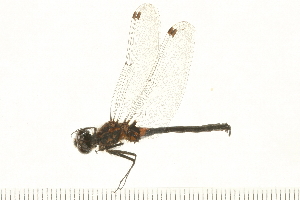  ( - 08OMSOD-0053)  @11 [ ] CreativeCommons - Attribution (2008) CBG Photography Group Centre for Biodiversity Genomics