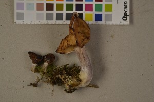  ( - O-F-75699)  @11 [ ] CreativeCommons - Attribution Non-Commercial Share-Alike (2016) Unspecified University of Oslo, Natural History Museum