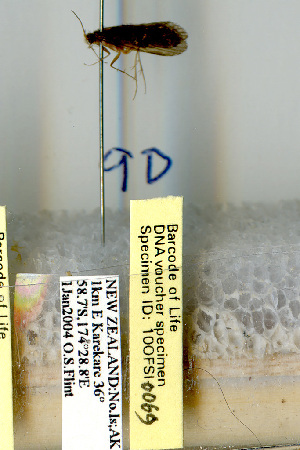  (Hydrobiosis gollanis - 10OFSI-0069)  @12 [ ] Copyright (2010) Karl Kjer Rutgers University