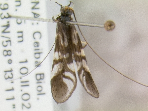  (Macrostemum hyalinum - 10OFCAD-683)  @13 [ ] CreativeCommons - Attribution (2010) C.J. Geraci NMNH