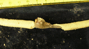  (Conopea cymbiformis - OGL-E22661)  @12 [ ] Copyright (2011) Andrew Hosie/WA Museum Western Australian Museum
