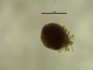  ( - HZAW01_OSS02B)  @11 [ ] by-nc-nd (2022) Angelika Janiszewska University of Lodz, Faculty of Biology and Environmental Protection