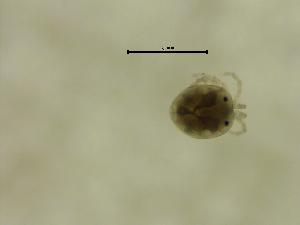  ( - BVER07_OSB2IDR)  @11 [ ] by-nc-nd (2022) Angelika Janiszewska University of Lodz, Faculty of Biology and Environmental Protection