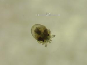  ( - BVER01_O1S-P6)  @11 [ ] by-nc-nd (2022) Angelika Janiszewska University of Lodz, Faculty of Biology and Environmental Protection