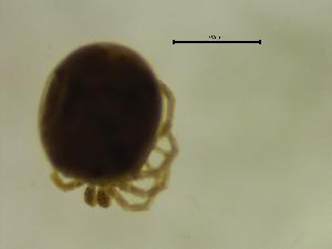  ( - HLORUS02_BUL30C)  @11 [ ] by-nc-nd (2022) Angelika Janiszewska University of Lodz, Faculty of Biology and Environmental Protection