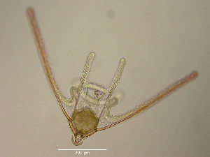  ( - RE-21-2)  @11 [ ] CreativeCommons - Attribution (2024) Richard Emlet Oregon Institute of Marine Biology