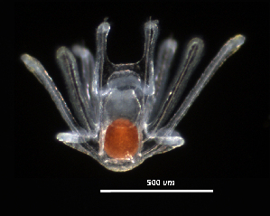  ( - RE-O1_2-5-15)  @11 [ ] CreativeCommons - Attribution (2025) Richard Emlet Oregon Institute of Marine Biology