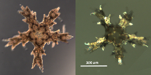  ( - RE-12-11-1Op)  @11 [ ] CreativeCommons - Attribution (2025) Richard Emlet Oregon Institute of Marine Biology