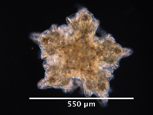  ( - RE-OP5-699)  @11 [ ] CreativeCommons - Attribution (2025) Richard Emlet Oregon Institute of Marine Biology