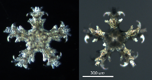  ( - RE-Oj26)  @11 [ ] CreativeCommons - Attribution (2025) Richard Emlet Oregon Institute of Marine Biology