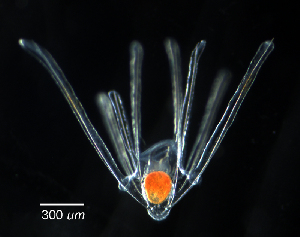  ( - RE-Oura1)  @11 [ ] CreativeCommons - Attribution (2024) Rchard Emlet Oregon Institute of Marine Biology