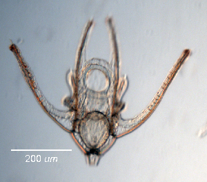  ( - RE-FHLOpl8-13)  @11 [ ] CreativeCommons - Attribution Share-Alike (2022) Richard Emlet Oregon Institute of Marine Biology