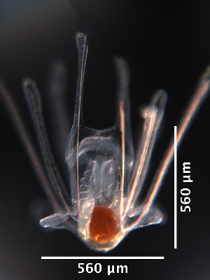  ( - RE-Or935)  @11 [ ] CreativeCommons - Attribution (2025) Richard Emlet Oregon Institute of Marine Biology