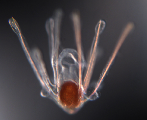  ( - RE-Or942)  @11 [ ] CreativeCommons - Attribution (2025) Richard Emlet Oregon Institute of Marine Biology