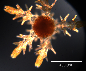  ( - RE-1002)  @11 [ ] CreativeCommons - Attribution (2025) Richard Emlet Oregon Institute of Marine Biology