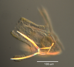  ( - NN-grn_1-5-19)  @11 [ ] CreativeCommons - Attribution (2025) Richard Emlet Oregon Institute of Marine Biology