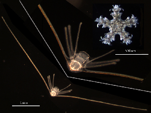  ( - RE-Op12-23)  @11 [ ] CreativeCommons - Attribution (2025) Richard Emlet Oregon Institute of Marine Biology