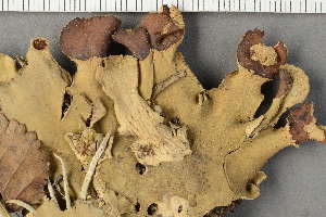  ( - BG-L-40953)  @11 [ ] by-nc (2022) Einar Timdal University of Oslo, Natural History Museum