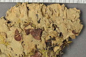  ( - BG-L-40958)  @11 [ ] by-nc (2022) Einar Timdal University of Oslo, Natural History Museum