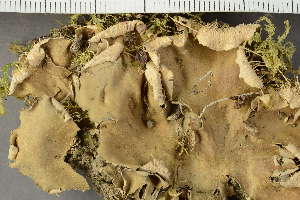  ( - BG-L-70838)  @11 [ ] by-nc (2022) Einar Timdal University of Oslo, Natural History Museum