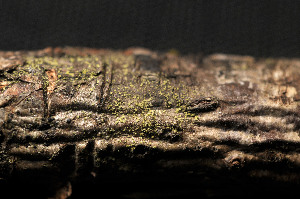  ( - BG-L-94704)  @11 [ ] CreativeCommons - Attribution Non-Commercial (2013) Einar Timdal Natural History Museum, University of Oslo, Norway