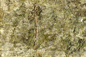  ( - BG-L-95944)  @11 [ ] CreativeCommons - Attribution Non-Commercial (2013) Einar Timdal Natural History Museum, University of Oslo, Norway