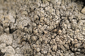  (Trapeliopsis wallrothii - BG-L-96152)  @11 [ ] CreativeCommons - Attribution Non-Commercial (2014) Einar Timdal Natural History Museum, University of Oslo, Norway