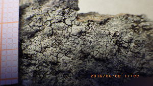  (Coccotrema citrinescens - BG-L-98897)  @11 [ ] CreativeCommons - Attribution Non-Commercial (2017) Tor Tønsberg University Museum of Bergen