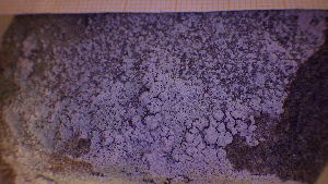  ( - BG-L-99151)  @11 [ ] CreativeCommons - Attribution Non-Commercial (2017) Tor Tønsberg University Museum of Bergen