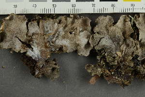  ( - O-L-HCG-21-168)  @11 [ ] by-nc (2021) Einar Timdal University of Oslo, Natural History Museum