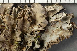  ( - O-L-HCG-21-169)  @11 [ ] by-nc (2021) Einar Timdal University of Oslo, Natural History Museum