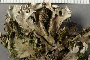  (Peltigera rufescens - O-L-HCG-21-176)  @11 [ ] by-nc (2021) Einar Timdal University of Oslo, Natural History Museum