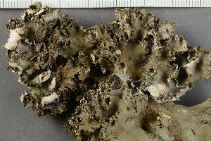  (Peltigera praetextata - O-L-HCG-21-189)  @11 [ ] by-nc (2021) Einar Timdal University of Oslo, Natural History Museum