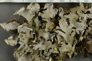  ( - O-L-HCG-21-190)  @11 [ ] by-nc (2021) Einar Timdal University of Oslo, Natural History Museum