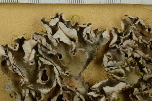  ( - O-L-HCG-21-225)  @11 [ ] by-nc (2021) Einar Timdal University of Oslo, Natural History Museum